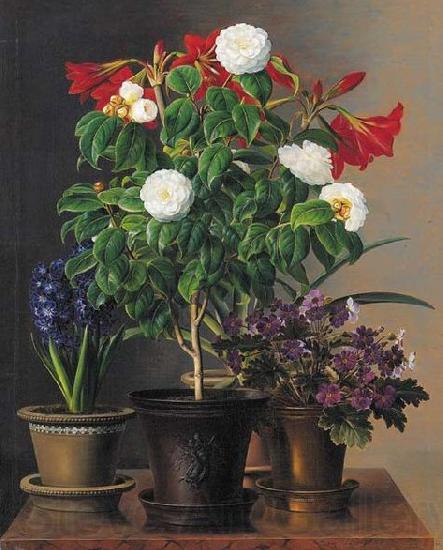 Johan Laurentz Jensen Camelias, amaryllis, hyacinth and violets in ornamental pots on a marble ledge